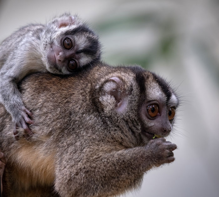 Why Are Animal Babies Cute But Human Babies Ugly As Hell?