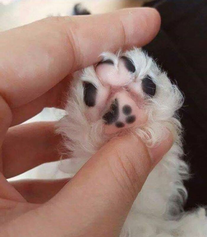 A hand gently holds a fluffy white kitten paw with black pads, one of many delightful cat pics.