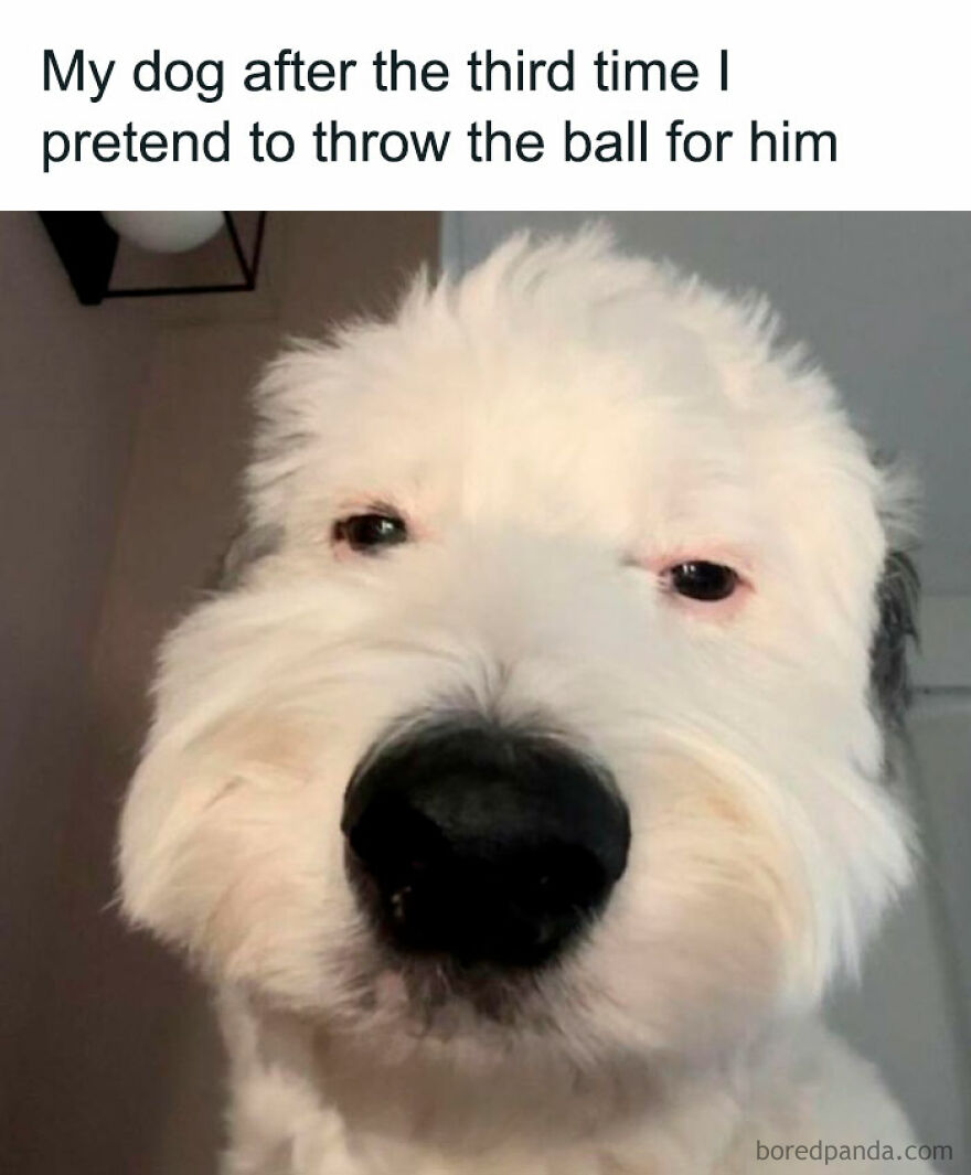 A meme featuring a skeptical animal (dog) looking directly at the camera after a fake throw, perfect for animal memes.