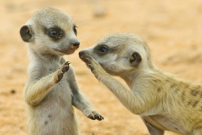 40 Amazing Animal Photos That Prove Nature And Pets Never Run Out Of Surprises