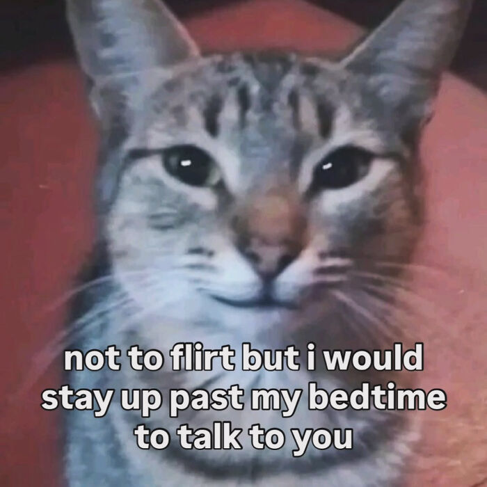 A cat meme with the text not to flirt but I would stay up past my bedtime to talk to you.