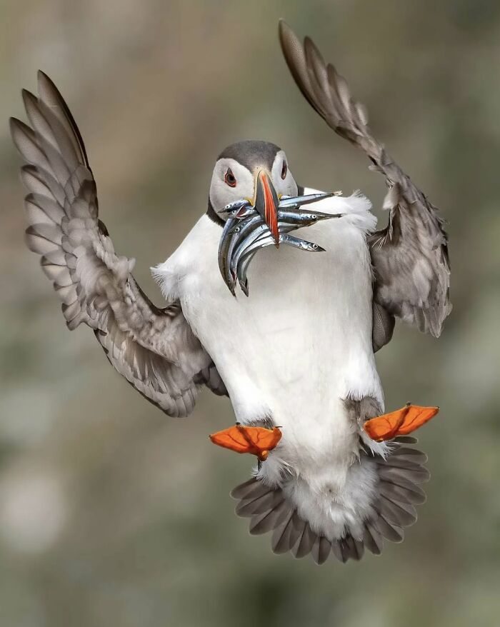 40 Amazing Animal Photos That Prove Nature And Pets Never Run Out Of Surprises