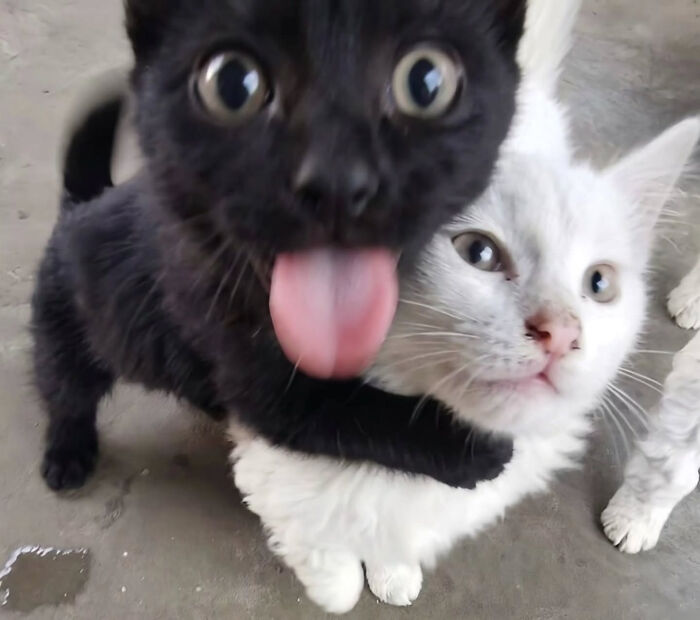 Funny cat meme with a black kitten hugging a white cat and sticking its tongue out playfully.