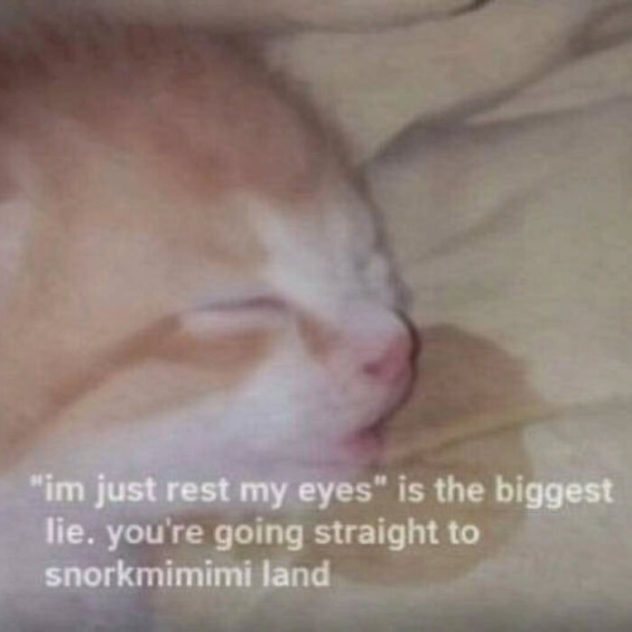 Relatable cat meme of a sleeping cat with a humorous caption about napping.