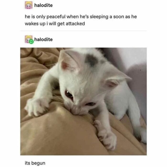 A white kitten with a tiny four-legged menace biting into a blanket, expressing its playful nature.
