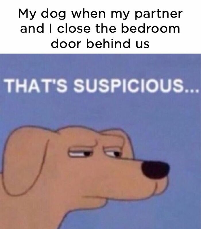 A relatable dog meme showing an illustration of a suspicious-looking dog, wondering about its owners closing the bedroom door.