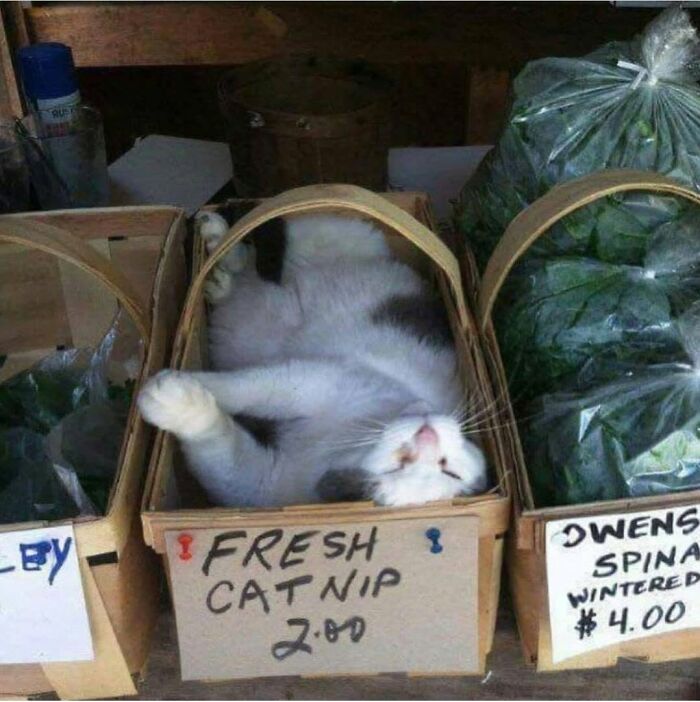 A delightful cat pic napping in a basket labeled Fresh Catnip, showcasing a funny face.