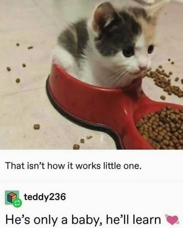 A tiny kitten sits inside a red cat food bowl, looking confused by the kibble, a funny Cat Meme.