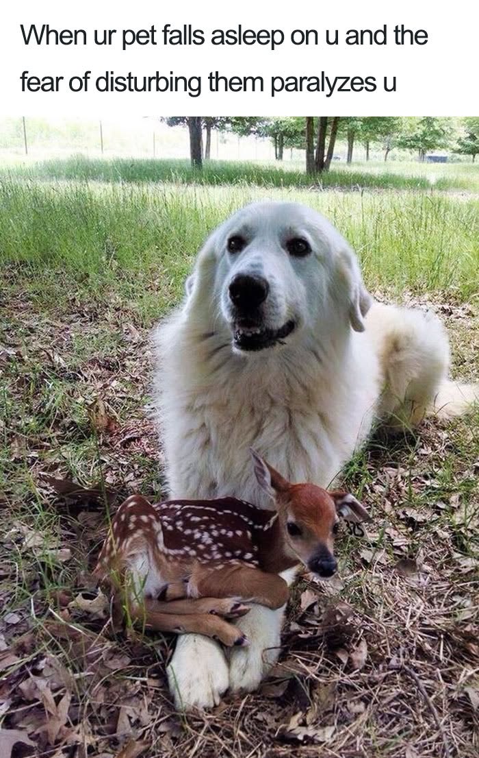 Funny dog memes: a large white dog lying with a sleeping fawn, illustrating the fear of disturbing a pet.