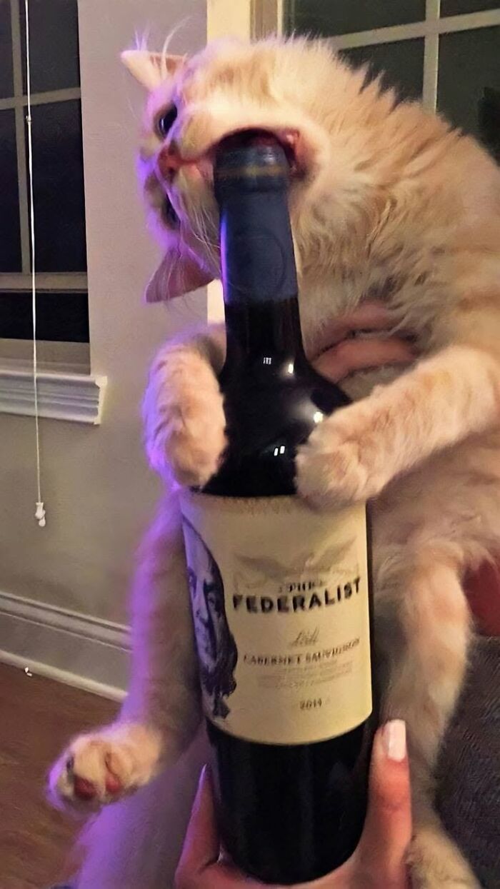 46 Of The Funniest Cat Photos Shared By The Brazilian Facebook Page "What Cats Are These?"