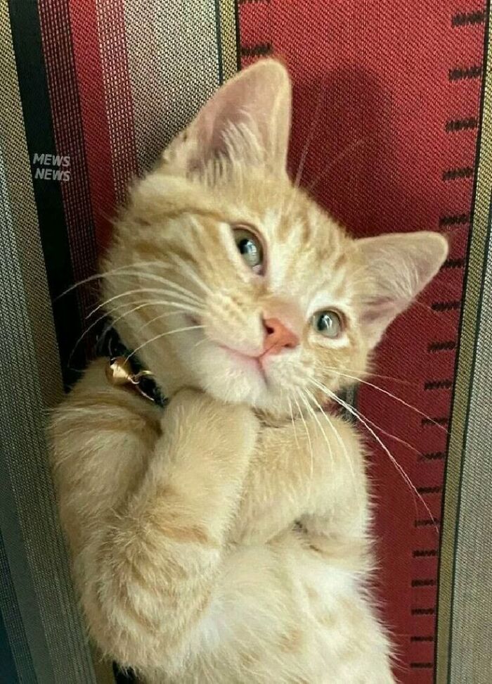46 Of The Funniest Cat Photos Shared By The Brazilian Facebook Page "What Cats Are These?"