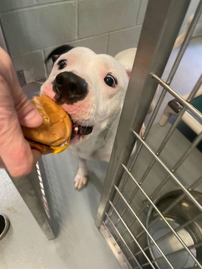 A white and black dog at the shelter joyfully eating a hamburger, its mouth around the bun.