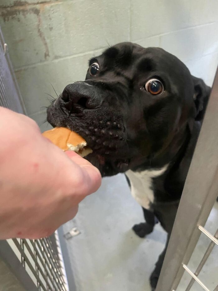 A black dog at the shelter eagerly taking a bite of a hamburger, with wide, excited eyes.
