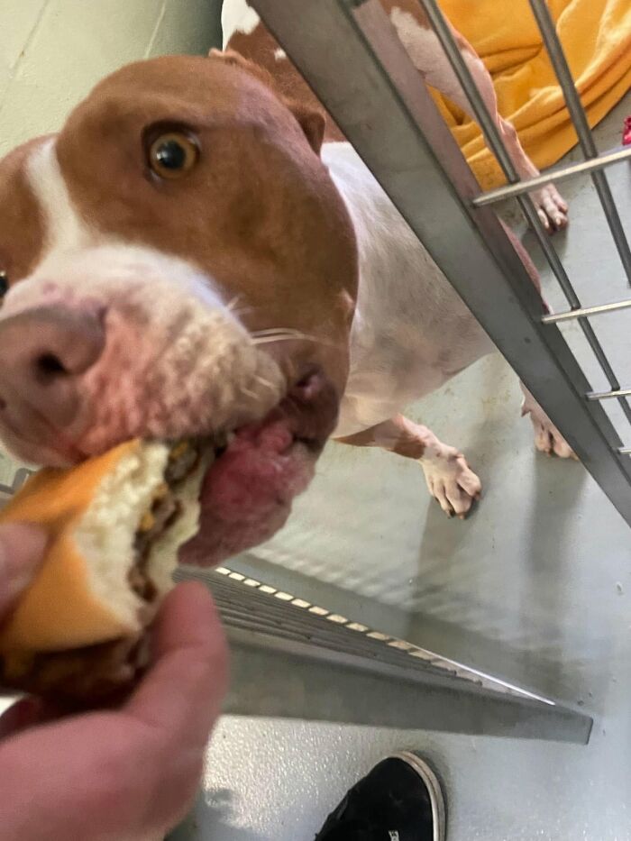 A happy dog at the shelter eating a hamburger, showing its reaction to the tasty treat.