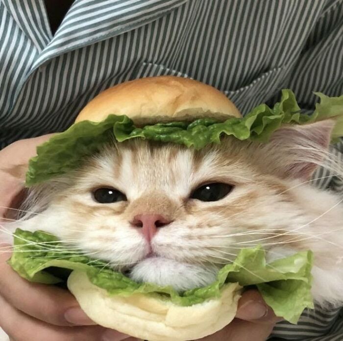 46 Of The Funniest Cat Photos Shared By The Brazilian Facebook Page "What Cats Are These?"