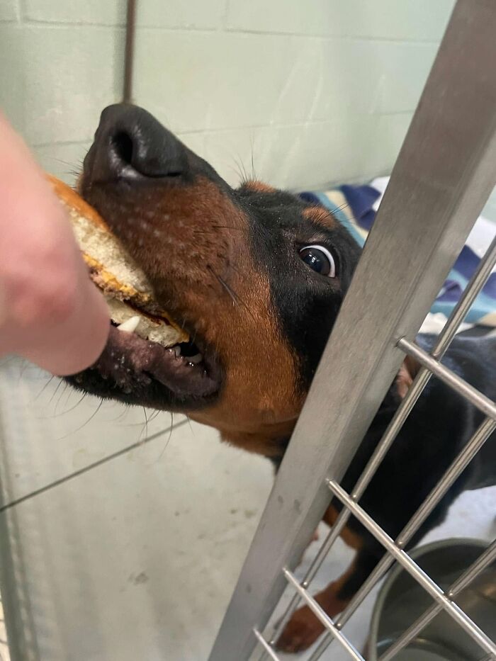 A black and tan shelter dog enthusiastically grabs a hamburger from a person's hand through the cage.