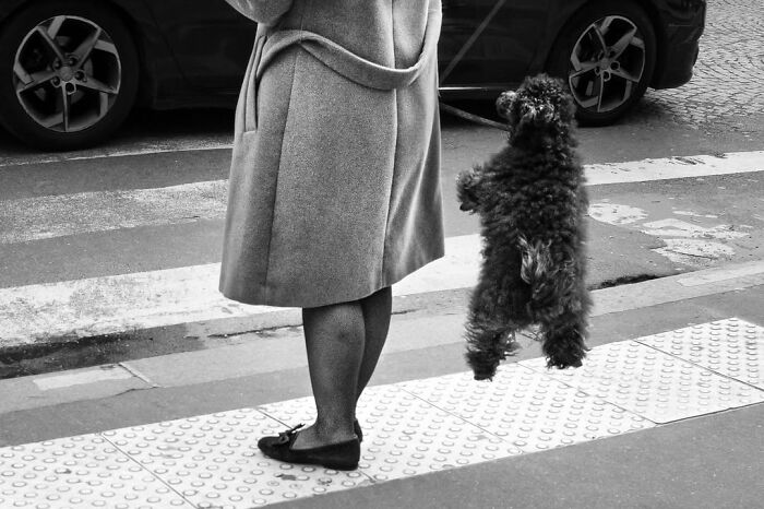 A perfectly timed street photo in Paris captures a small dog jumping playfully next to its owner, a unique Paris moment.