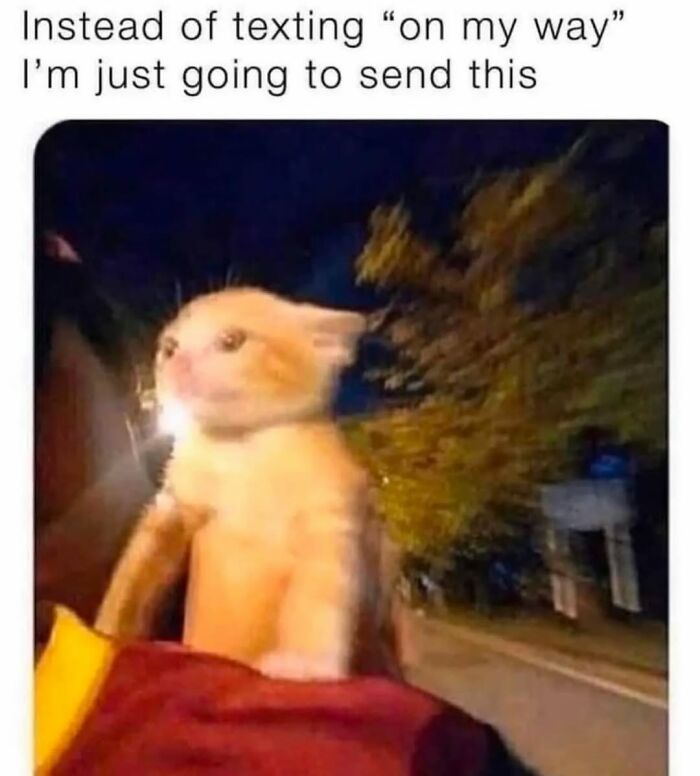 A funny cat meme of an orange cat with a tiny four-legged menace, looking determined while being held outdoors at night.