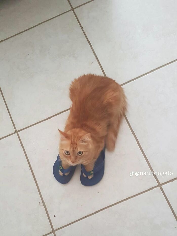 A funny animal encounter showing an orange cat comically sitting with its front paws inside a pair of blue flip-flops on a tiled floor.