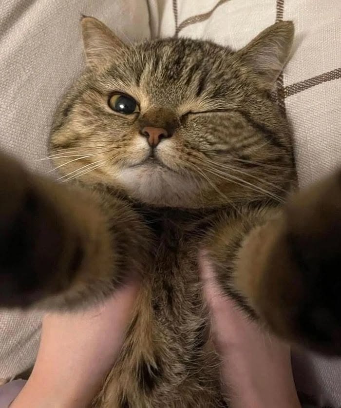46 Of The Funniest Cat Photos Shared By The Brazilian Facebook Page "What Cats Are These?"