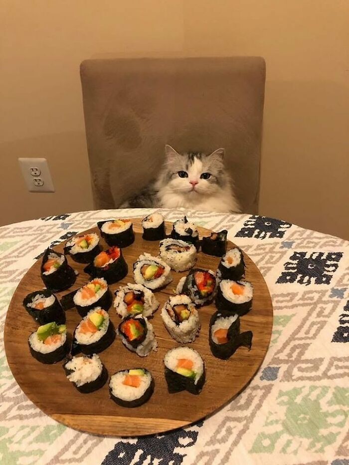 46 Of The Funniest Cat Photos Shared By The Brazilian Facebook Page "What Cats Are These?"