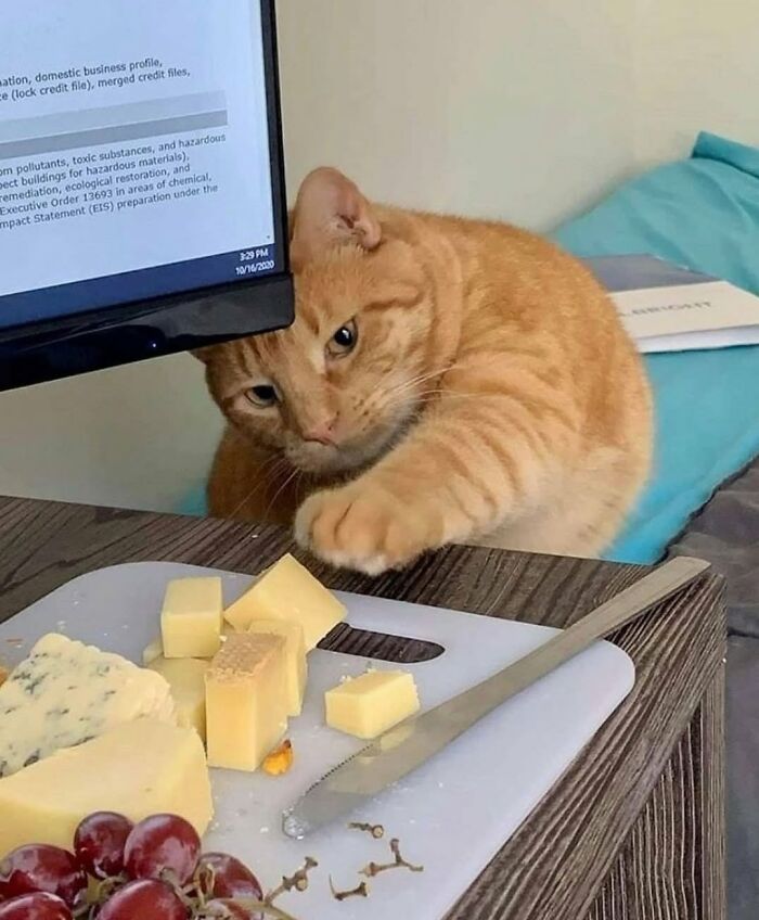 A delightful cat pic of an orange cat peeking over a laptop, eyeing a cheese board.