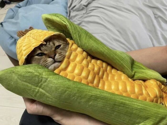46 Of The Funniest Cat Photos Shared By The Brazilian Facebook Page "What Cats Are These?"