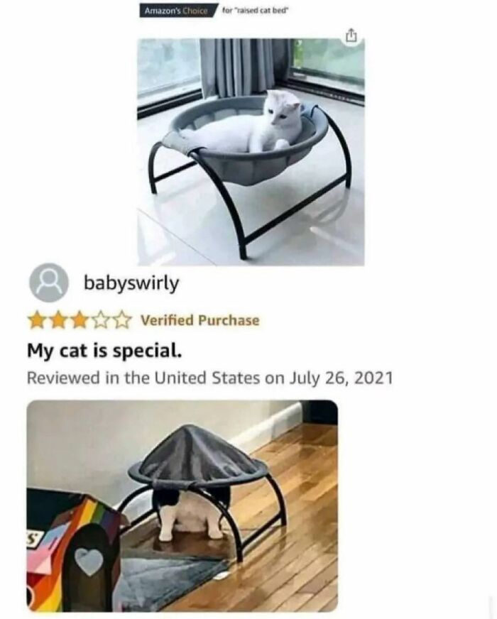 Two cat memes featuring a white cat in a raised cat bed and a black and white cat hiding under a cat bed.