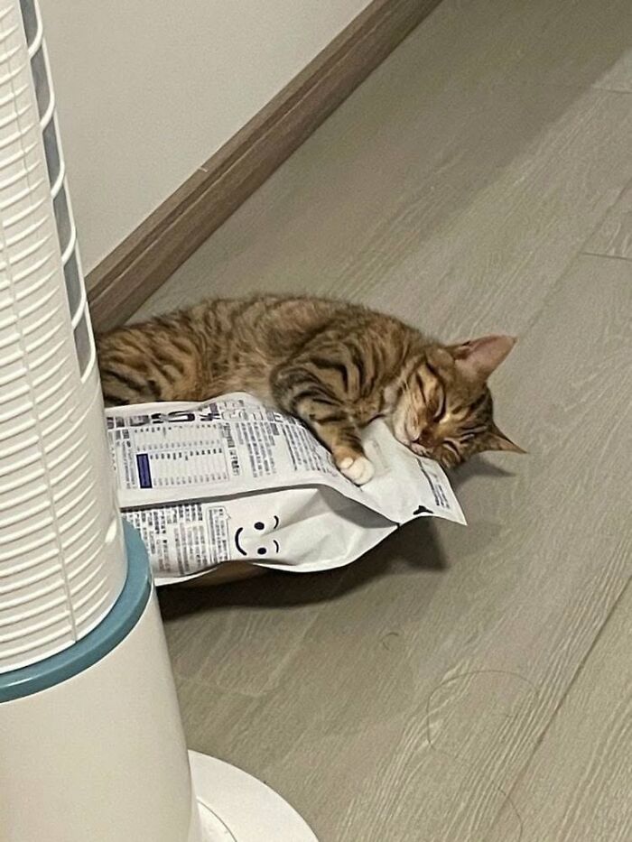 46 Of The Funniest Cat Photos Shared By The Brazilian Facebook Page "What Cats Are These?"