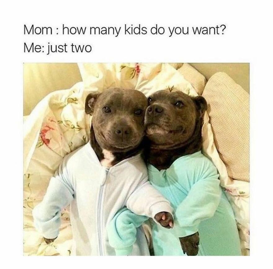 Two cute animals, pit bull puppies, in onesies, lying on a bed as if they are children, a funny meme.