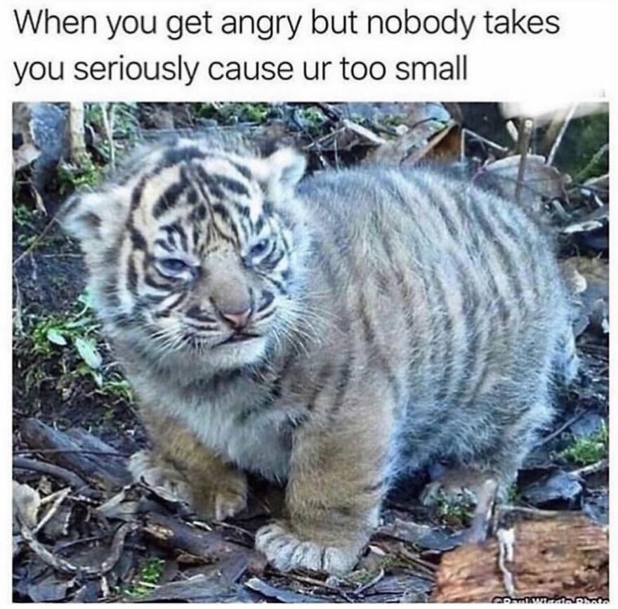 A meme featuring a small, fluffy tiger cub with a grumpy expression. This animal meme is relatable and funny.