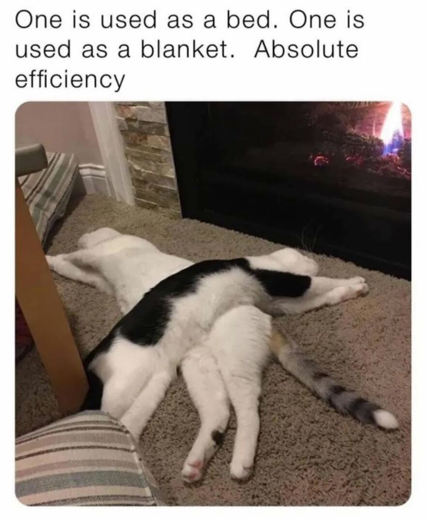 Two cats snuggling on a carpet, one used as a bed and the other as a blanket, a heartwarming animal meme.