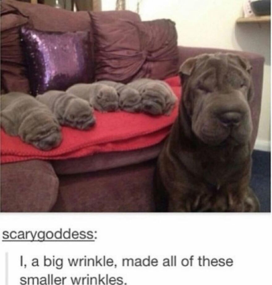 Adorable animal meme of a Shar Pei dog with its puppies, highlighting cute animals and their wrinkles.