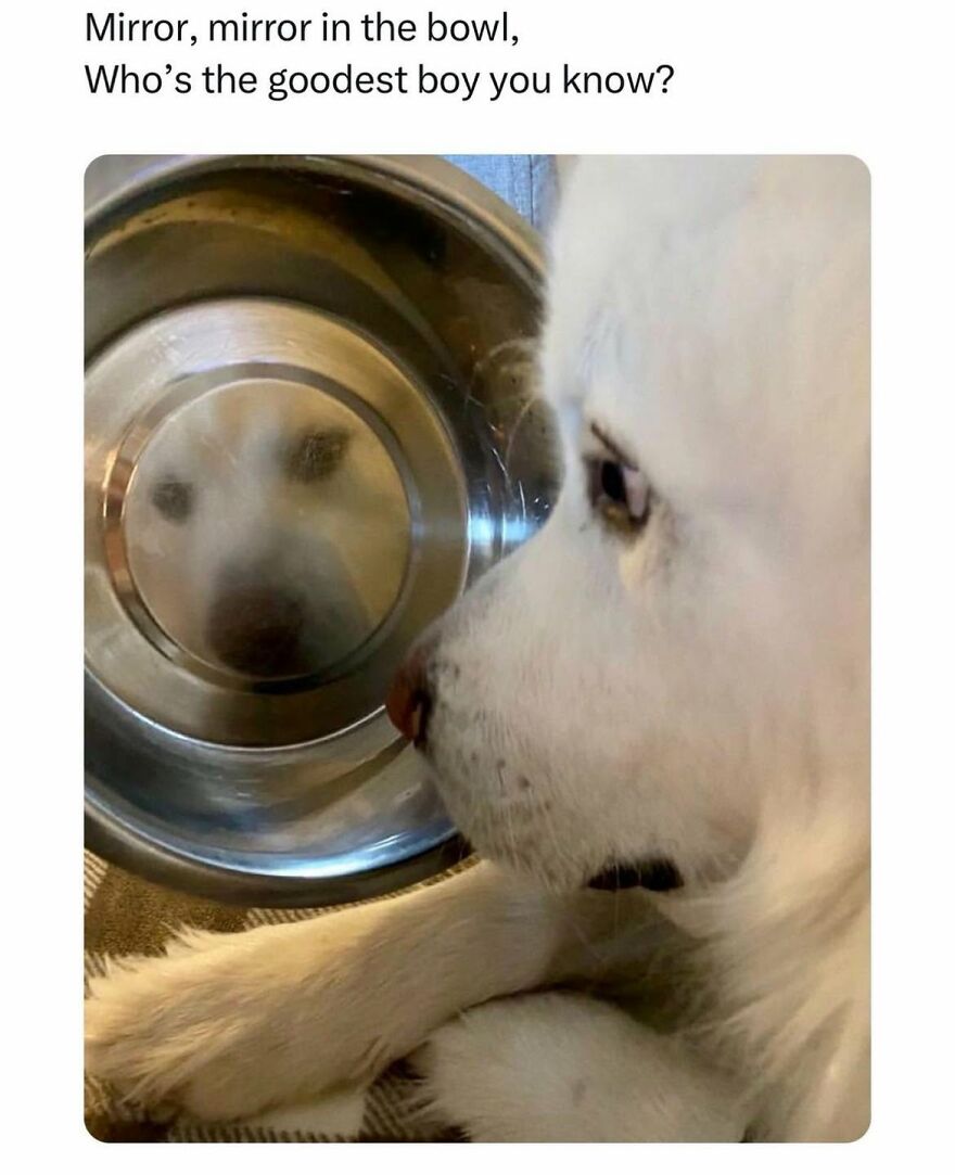Dog looking at its reflection in a metal bowl animal meme