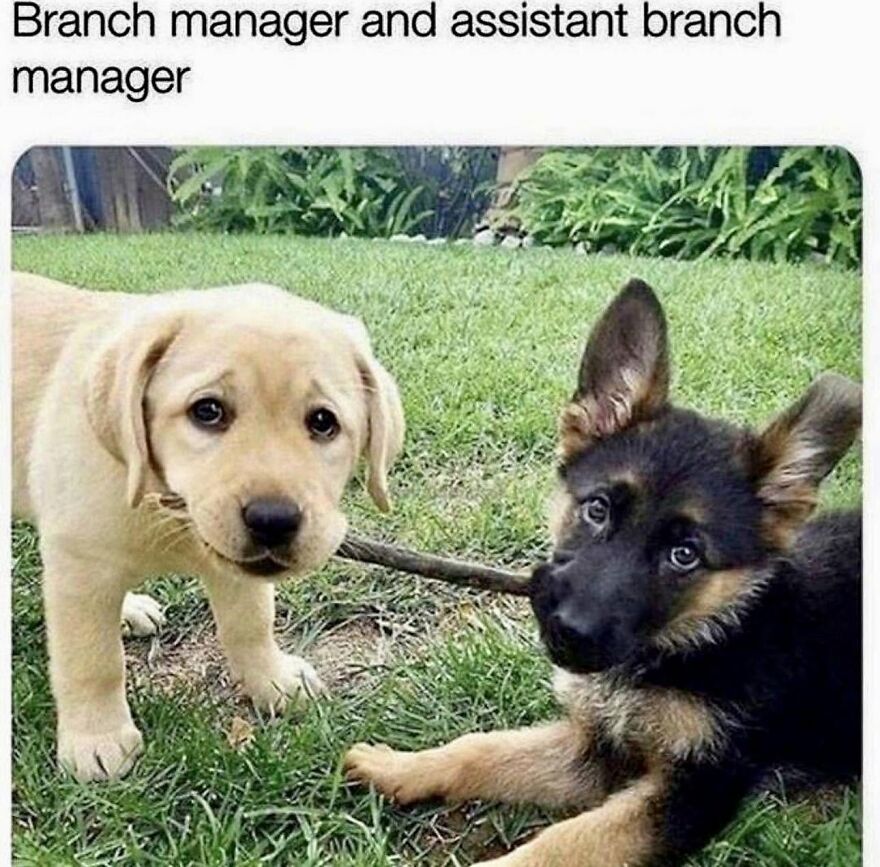 A golden retriever puppy and a German shepherd puppy playing with a stick, two adorable animal memes.