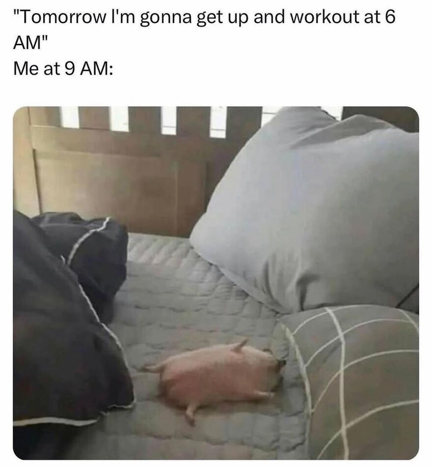 A meme with a small pink pig lying on a bed, representing animal memes.