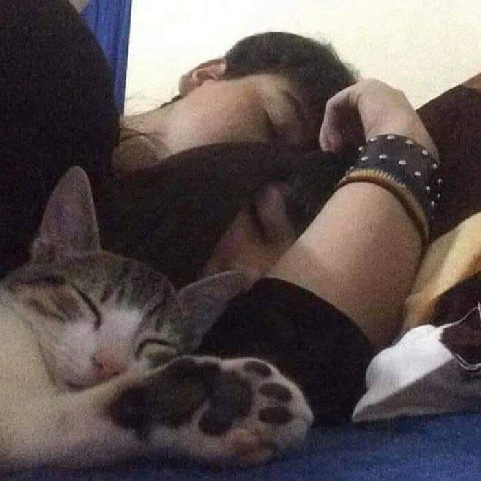 46 Of The Funniest Cat Photos Shared By The Brazilian Facebook Page "What Cats Are These?"