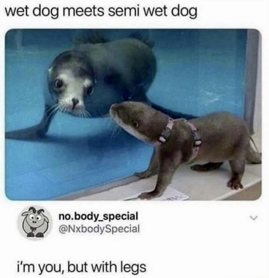 An animal meme featuring a seal looking into a tank at an otter, captioned wet dog meets semi wet dog.