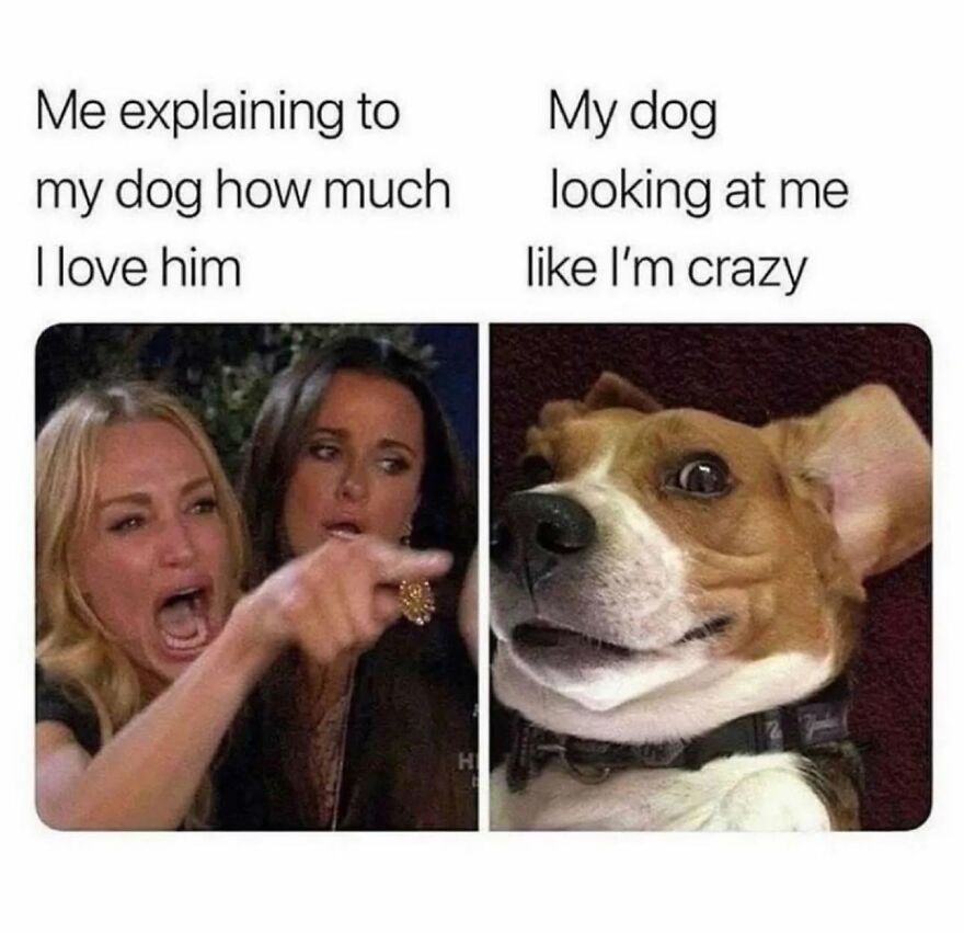 A meme of a dog reacting to its owner's affection, representing an animal that stops scrolling viewers.