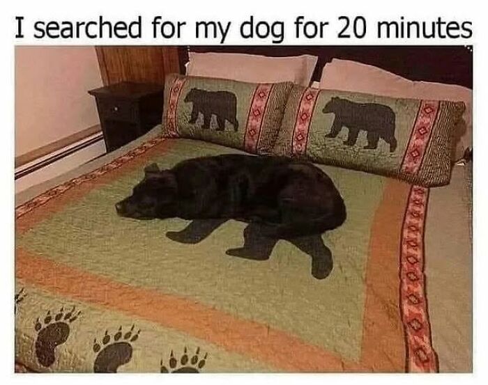 A funny dog meme showing a black dog blending in perfectly with a bear-themed comforter on a bed.