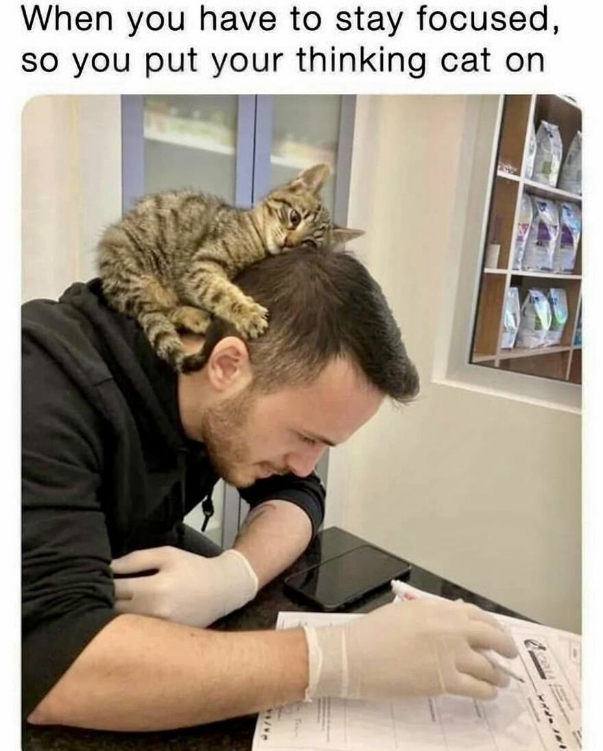 A tabby cat sleeping on a man's head, an animal meme showing a thinking cat.
