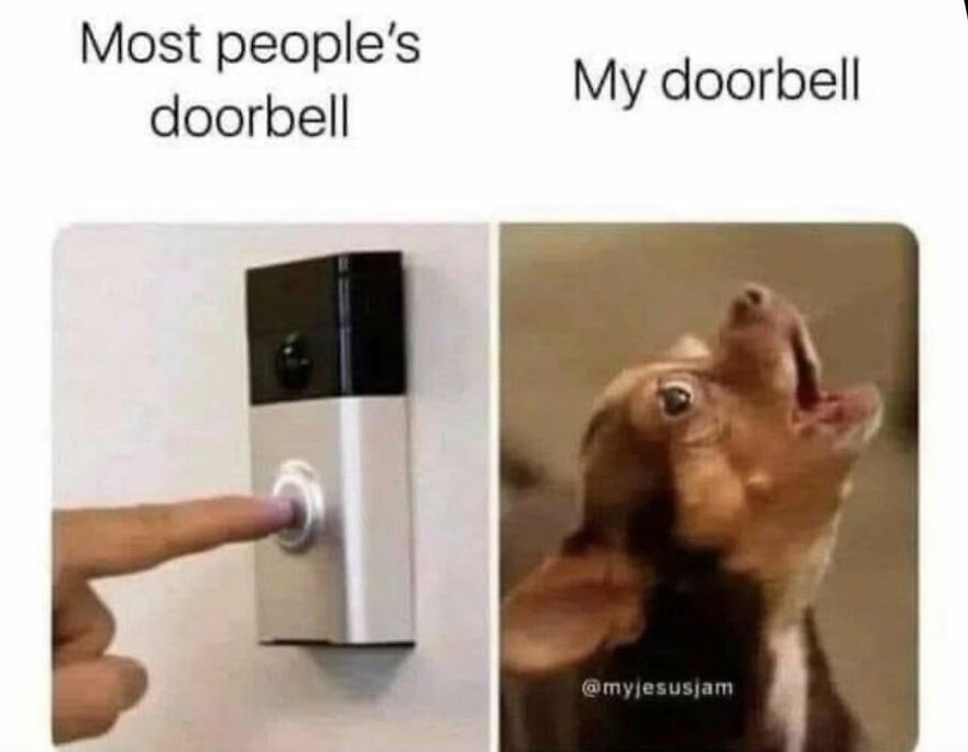Amusing animal meme contrasting a doorbell with a barking chihuahua as My doorbell.