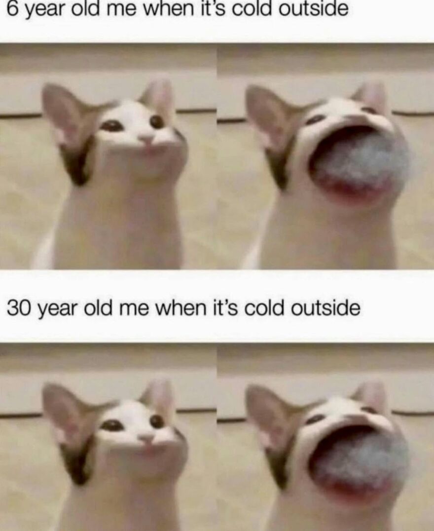 A two-panel meme showing a cat that looks normal and then a cat looking like it is screaming, representing animal memes.