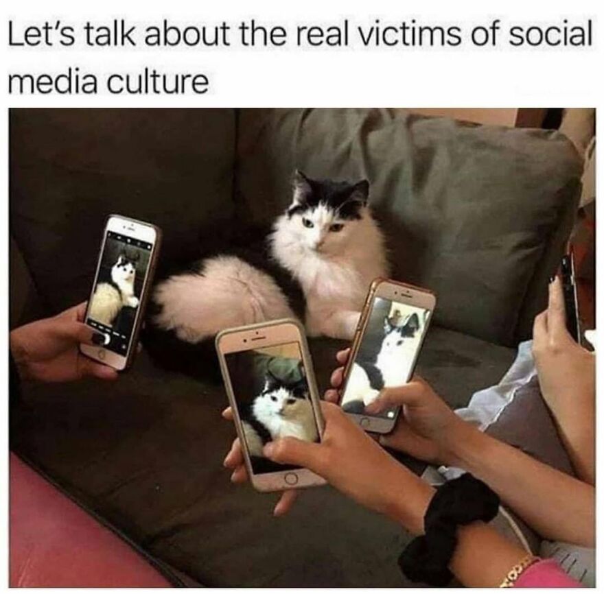 People taking photos of a black and white cat, representing an animal that stops scrolling viewers and is a social media victim.