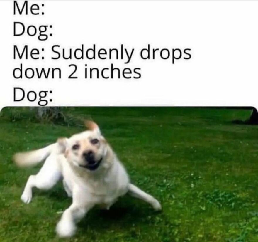 A happy dog running in a field, representing an animal that stops scrolling viewers and loves to play.