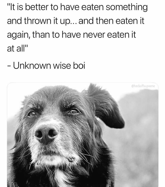 Black and white close-up of a dog with a funny dog meme quote about eating. Funny dog memes to make you laugh.