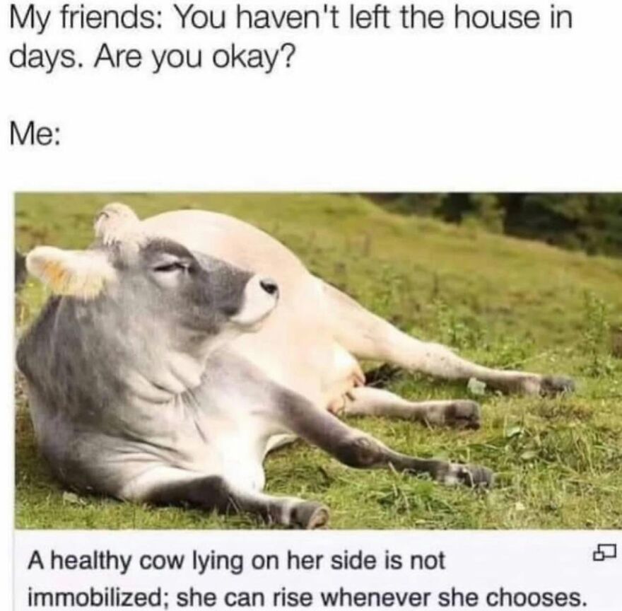 Relatable animal meme showing a cow lying in a field, captioned A healthy cow lying on her side is not immobilized.