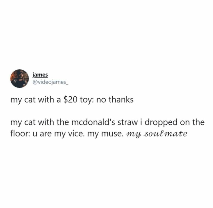 A text-based animal meme describing a cat's preference for a McDonald's straw over an expensive toy.