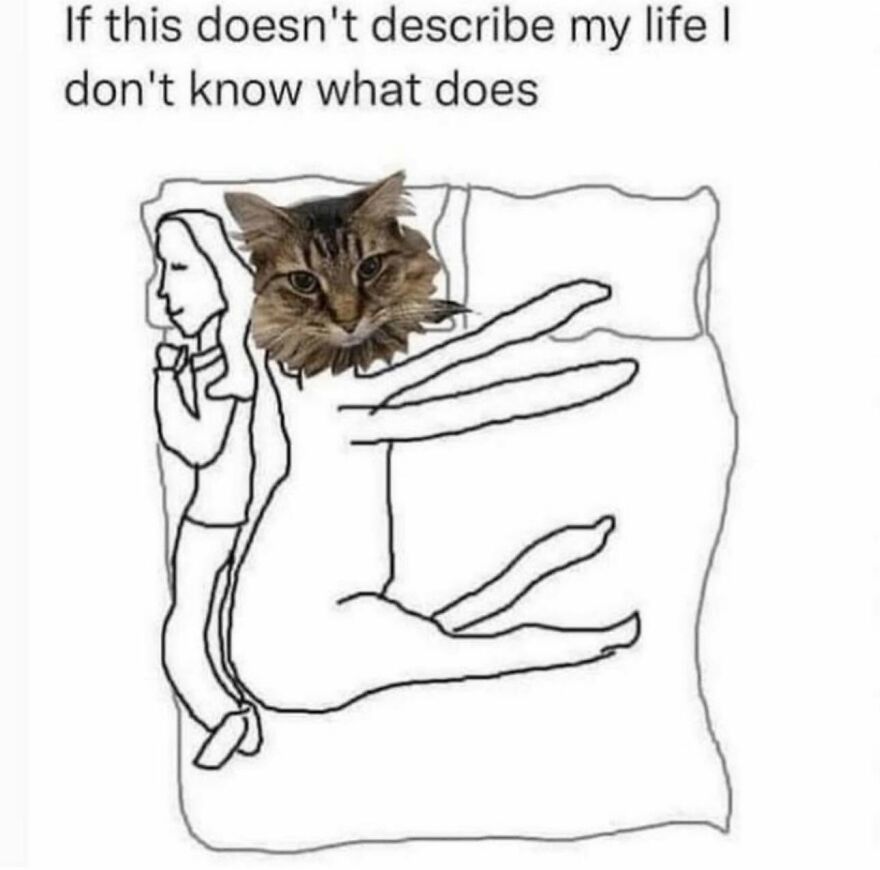 A meme showing a cat's head on a cartoon body sprawling on a bed, representing animal memes.