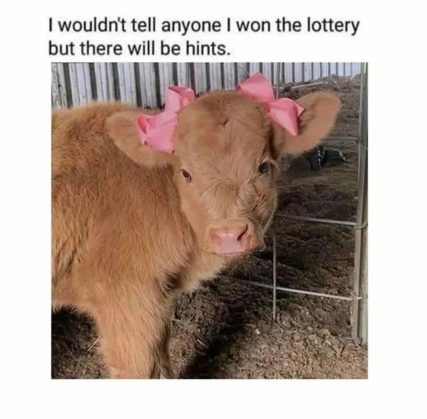 A meme of a fluffy brown calf with two large pink bows on its head, looking directly at the camera. This animal meme is adorable.